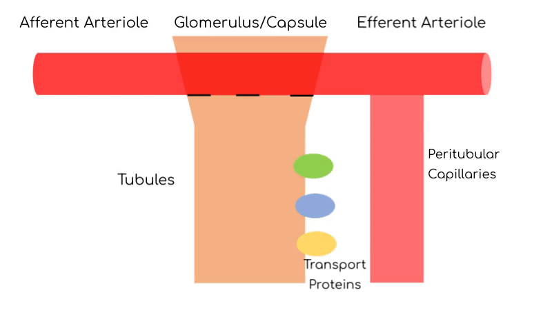Processes of Urine Formation | NurseHub