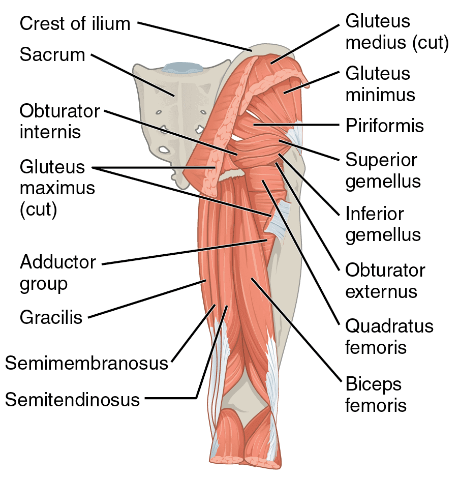 Muscles of the Extremities TEAS NurseHub