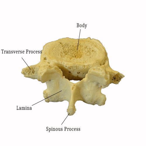 The Axial Skeleton Pt. 2 (The Spine, Ribcage, and Sacrum) - HESI | NurseHub