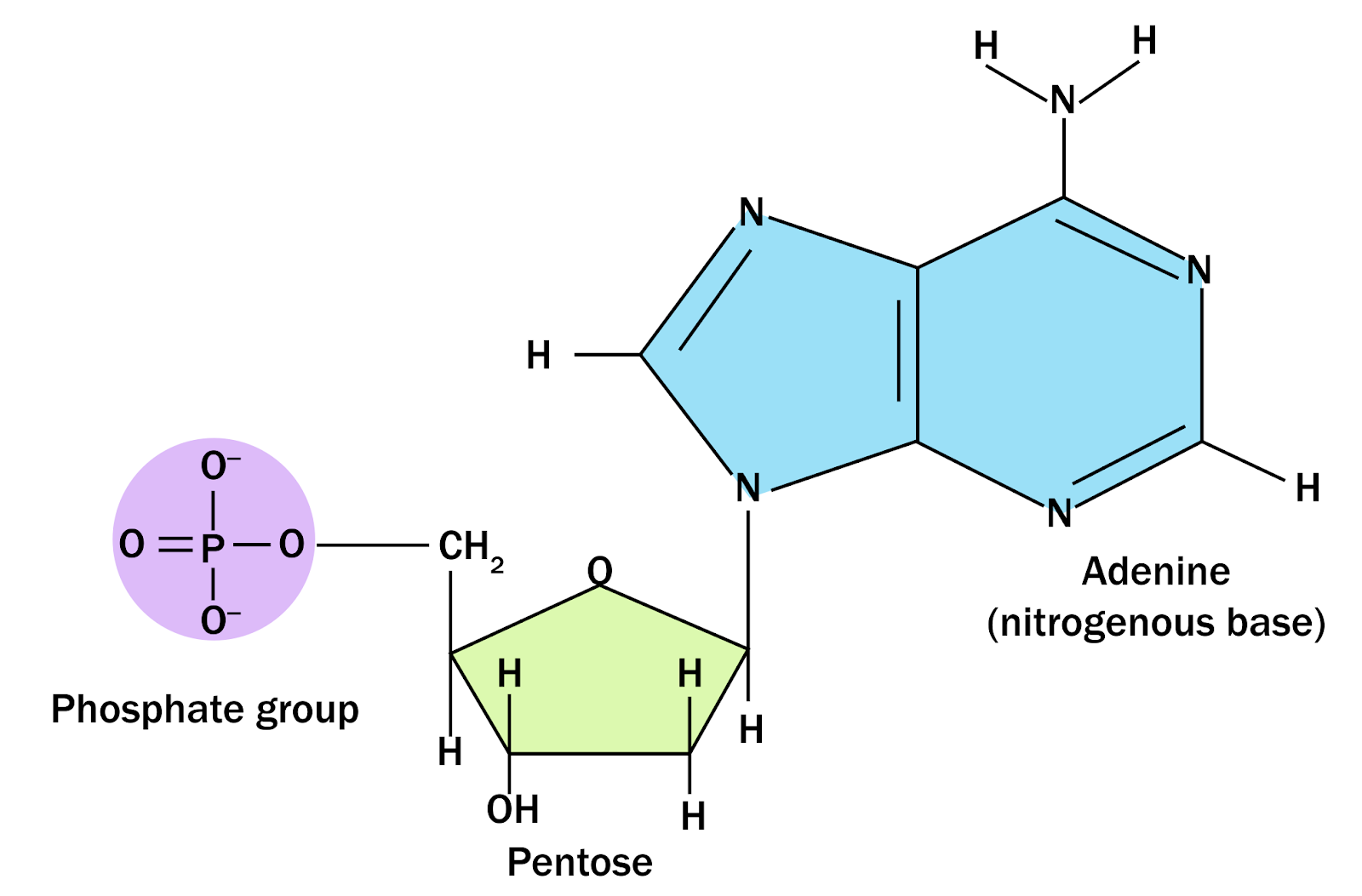 Compare and Contrast Chromosomes, Genes, and DNA - TEAS | NurseHub, image size:1600x1053