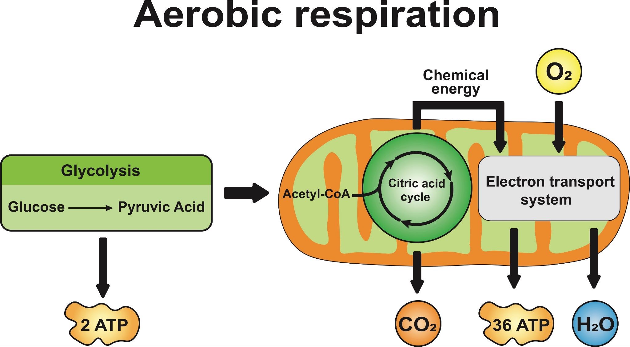 Understanding ATP Muscle Contraction Mechanism and Actin 75340241 Vector  Art at Vecteezy, image size:2048x1128